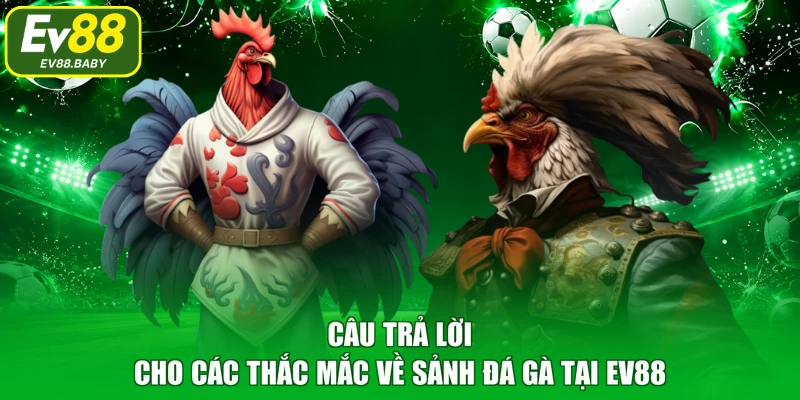 Câu trả lời cho các thắc mắc về sảnh đá gà tại EV88