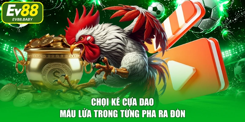 Chọi kê cựa dao máu lửa trong từng pha ra đòn