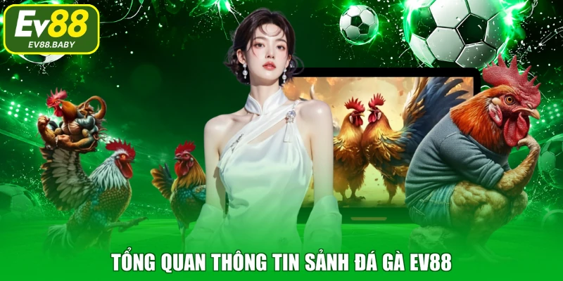 Tổng quan thông tin sảnh đá gà EV88